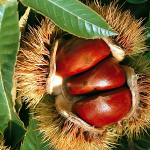 Саженец каштана европейского или посевного