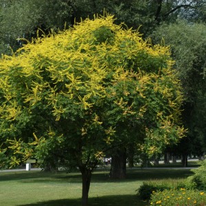 Саженец Кёльрейтерии метельчатой