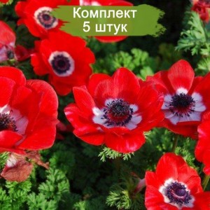 Луковицы анемоны Красная Садовая -  комплект 5 шт.