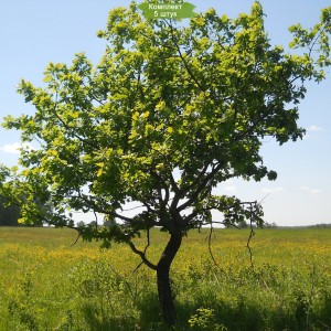 Саженцы дуба Европейского от 150 см -  комплект 5 шт.