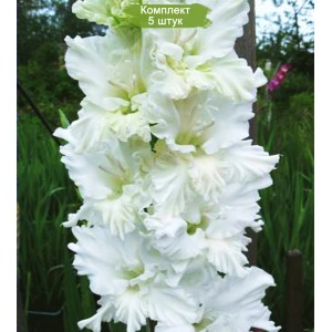 Луковицы гладиолуса Белое изобилие -  комплект 5 шт.