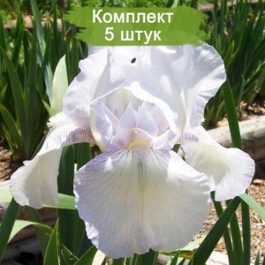 Саженцы ириса Инглиш Коттедж (English Cottage) -  комплект 5 шт.