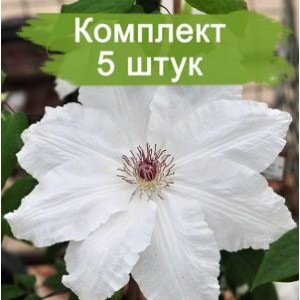 Саженцы клематиса Фую-Но-Таби (Fuyu-no-tabi) -  комплект 5 шт.