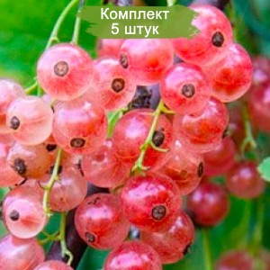 Саженцы красной смородины Роза Чайр (Rose Chair) -  комплект 5 шт.