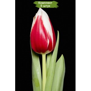 Луковицы тюльпана Фулл Хаус (Full House) -  комплект 5 шт.