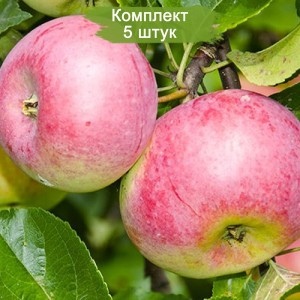 Саженцы Яблони Уэлси (Wealthy) -  комплект 5 шт.