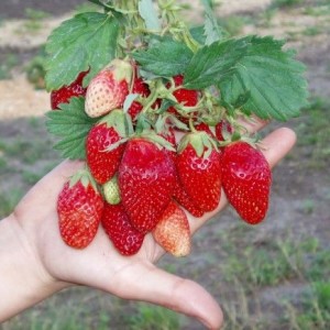 Саженец ремонтантной клубники-земляники Виктория (Ранняя)