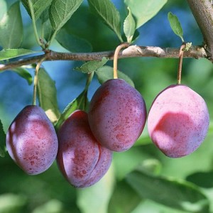 Саженец ранней красной сливы Конфетной