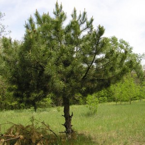 Саженец сосны Крымской 40-60 см
