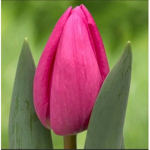 Луковица тюльпана Линкольн (Lincoln)