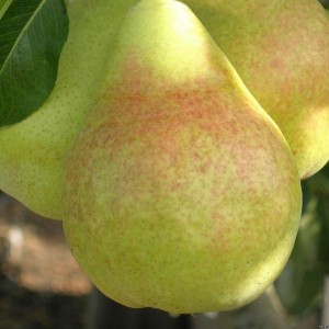 Саженец колоновидной груши Сан-реми (Sanremi)